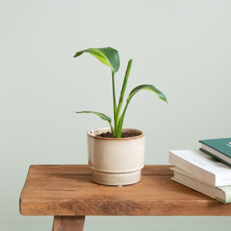 Strelitzia Nicolai Variegata - P9