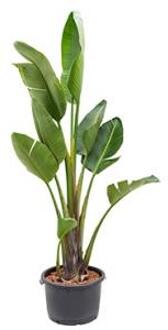 Strelitzia nicolai XL hydrocultuur plant
