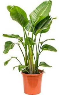 Strelitzia nicolai XL kamerplant