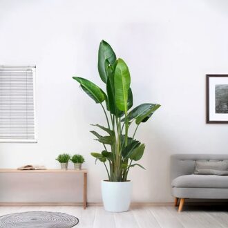 Strelitzia Nicolai XXL - Paradijsvogelplant - P35