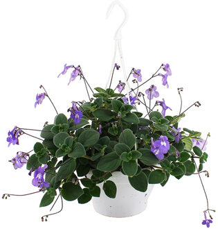 Streptocarpus Saxorum (Kaapse Primula) - P 23 cm