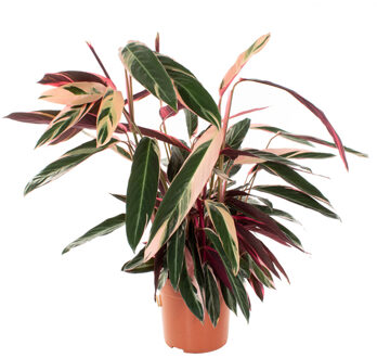 Stromanthe Sanguinea Triostar (Calathea) - P 27 cm