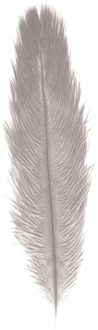 Struisvogelveer/sierveer - licht grijs - 55-60 cm - decoratie/hobbymateriaal