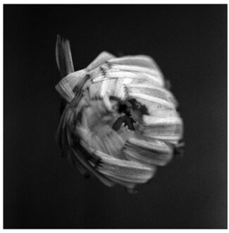 Sun An Empire - A Swarm Of The Sun