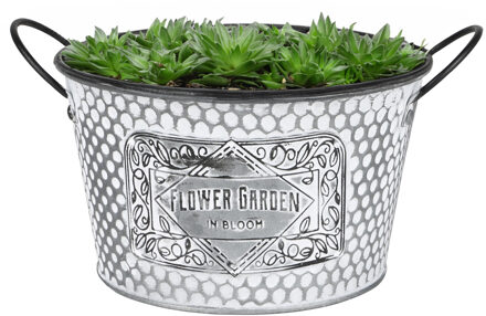 Sunnydays Plantenpot/bloempot teil voor buiten - zink - zilver - D22 x H12 cm