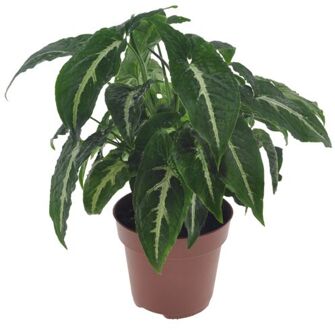 Syngonium Wendlandii - Kamerplant - Pot 12cm - Hoogte 20-30cm