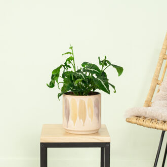 Syngonium Wendlandii - P12