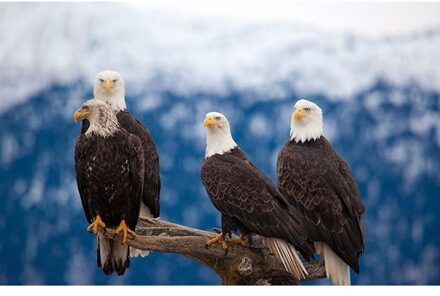 Tafel Placemat met zeearend 3Dprint - 2x - adelaar - 28 x 44 cm - pvc