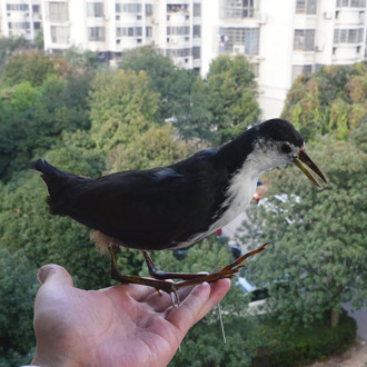 Taxidermy stuffing Eurasian Common Moorhen specimen Teaching / Decoration