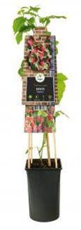Taybes Rubus Tayberry M 75 cm klimplant