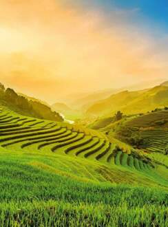 Terraced Rice Field In Vietnam Vlies Fotobehang 192x260cm 4-banen