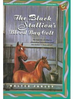 The Black Stallion's Blood Bay Colt