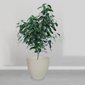 Thuis Bloempotten Groeiende Container Kwekerij Plastic Succulent Self-Watering wit