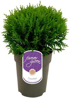 Thuja Occidentalis Danica - Westerse levensboom - (Bio) P15