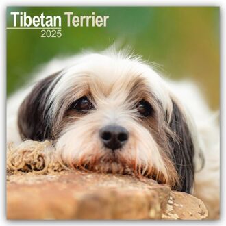 Tibetan Terrier Calendar 2025 Square Dog Breed Wall Calendar - 16 Month - Browntrout Wandkalender - Avonside Publishing