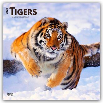 Tigers 2026 Square Flap Calendar - Browntrout Wandkalender - Browntrout Publishers