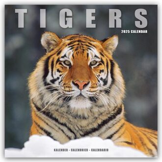 Tigers Calendar 2025 Square Wildlife Safari Big Cats Wall Calendar - 16 Month - Browntrout - Avonside Publishing Ltd