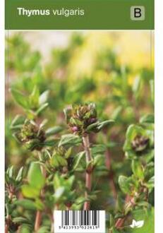 Tijm (thymus vulgaris) kruiden - 12 stuks