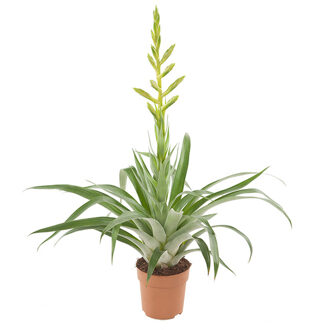 Tillandsia Oerstediana (Bromelia) - P 12 cm