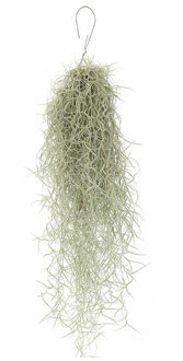 Tillandsia Usneoides (Spaans Mos)