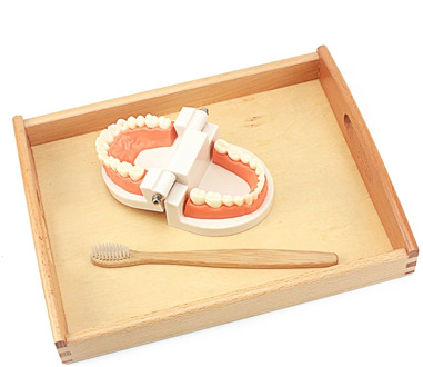 Toddler Montessori Practical Life Simulated Tooth Toy Brushing Tooth Aids Real Wood Brush with Tray Preschool Toys for Children