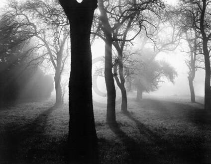 Tom Weber - Bäume Im Nebel I Kunstdruk 90x70cm