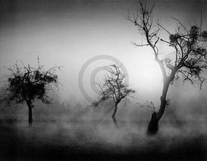 Tom Weber - Bäume Im Nebel Ii Kunstdruk 90x70cm