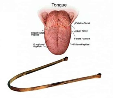 Tongschraper - 1 stuk