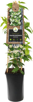 Toscaanse Jasmijn wit (Trachelospermum Jasminoides) - P 16 cm