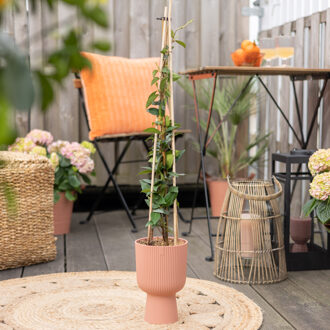 Trachelospermum Jasminoides - Toscaanse Jasmijn - P23