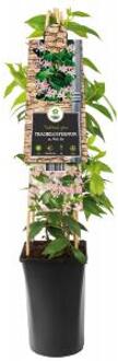 Trachelospermum Pink Air 75 cm