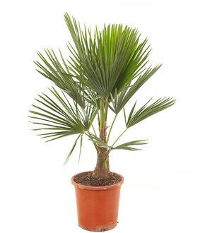 Trachycarpus Fortunei - P 24 cm