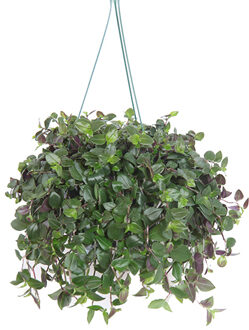 Tradescantia 'Green Hill' (Vaderplant) - P 18 cm