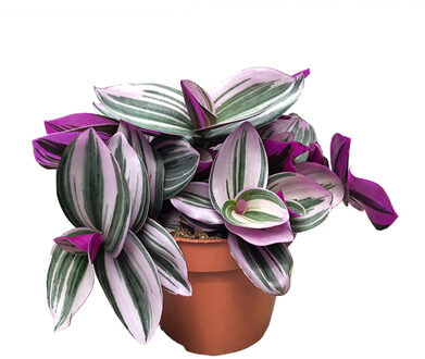 Tradescantia Nanouk - P 12 cm