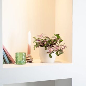 Tradescantia Quadricolor 'purple pink' - Vaderplant - P12