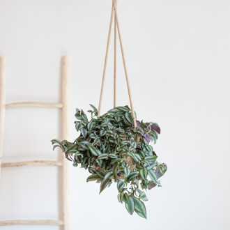 Tradescantia Zebrina - p17