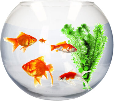 Transparante vissenkom - ronde Bol vorm - aquarium / ronde viskom - glas - 31 x 40 cm
