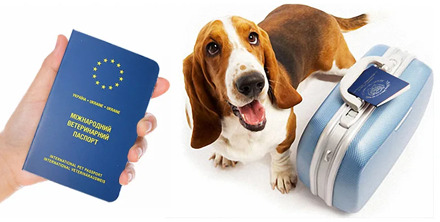Travel Accessories Pets Products Pet Passport Cover European Cover Passport for Pet Dog Cat
