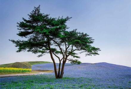 Tree In Blue Flower Field In Japan Vlies Fotobehang 384x260cm 8-banen