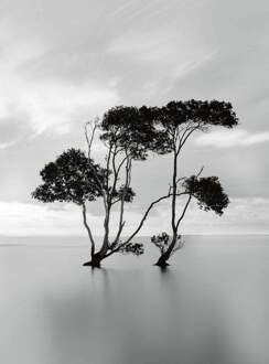 Trees In The Still Water Vlies Fotobehang 192x260cm 4-banen