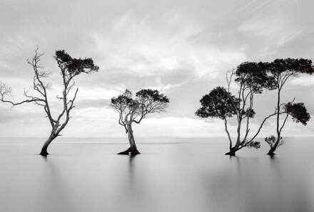 Trees In The Still Water Vlies Fotobehang 384x260cm 8-banen