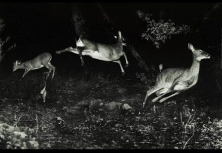 Trees Were Buzzing And The Gras - Wordcolour