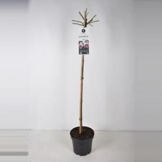 Treurroos op stam 110 cm (rosa "Jasmina"®)