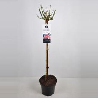 Treurroos op stam (Rosa "Eden Rose"®)