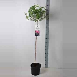 Treurroos op stam (rosa "Perennial Blue"®)