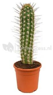 Trichocereus cactus chilensis M kamerplant