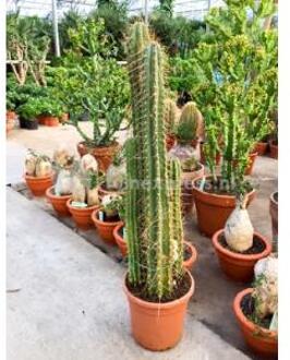 Trichocereus cactus pachanoi M kamerplant