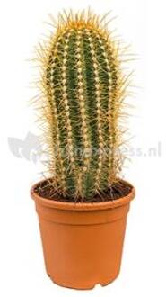 Trichocereus cactus pasacana M kamerplant
