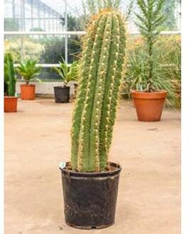 Trichocereus cactus terschechii L kamerplant