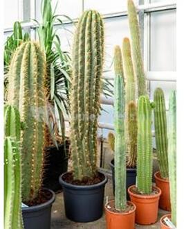Trichocereus cactus terschechii XL kamerplant